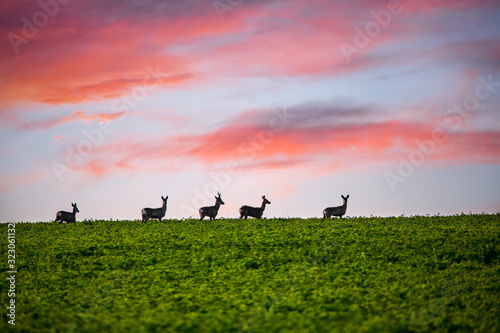 Beautiful deer in green meadows.