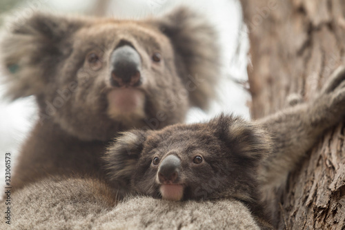 wilde Koala-Mama mit Jungem (Joey)