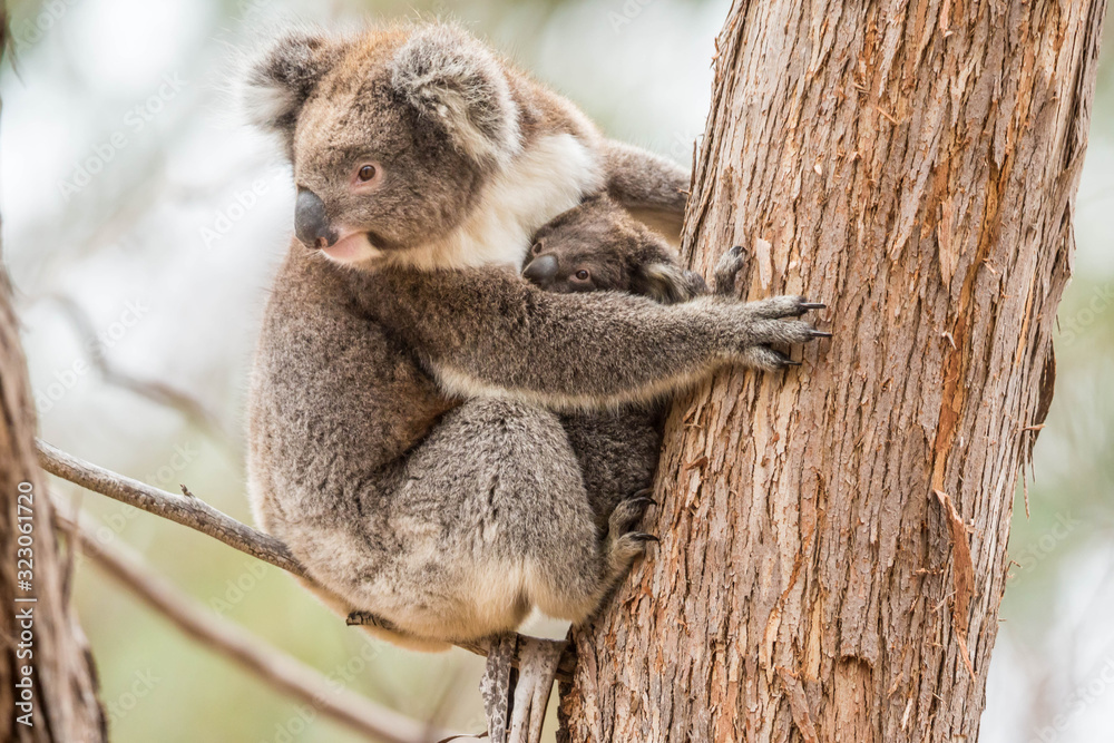 Fototapeta premium wilde Koala-Mama mit Jungem (Joey)