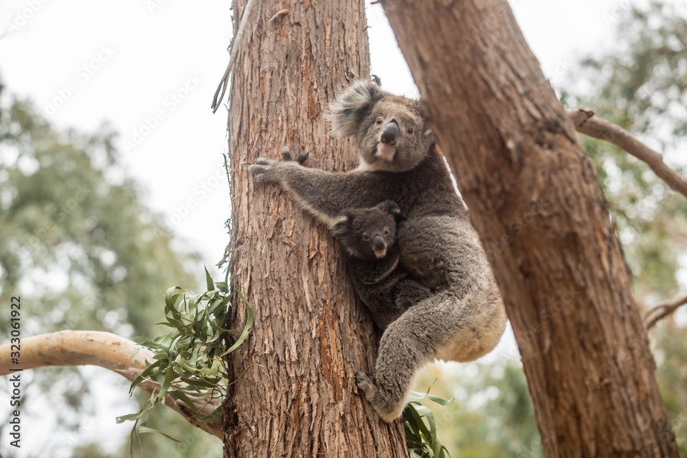 Fototapeta premium wilde Koala-Mama mit Jungem (Joey)