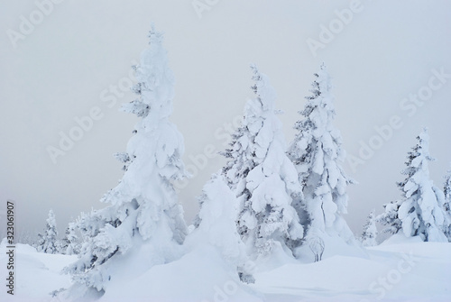 winter mountain landscape - snowy forest in a frosty haze