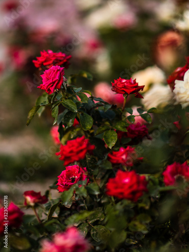 background, beautiful, beauty, bloom, blooming, blossom, bouquet, bright, celebration, closeup, color, colorful, flora, floral, flower, fresh, garden, garden roses, gardening, green, landscape, light,