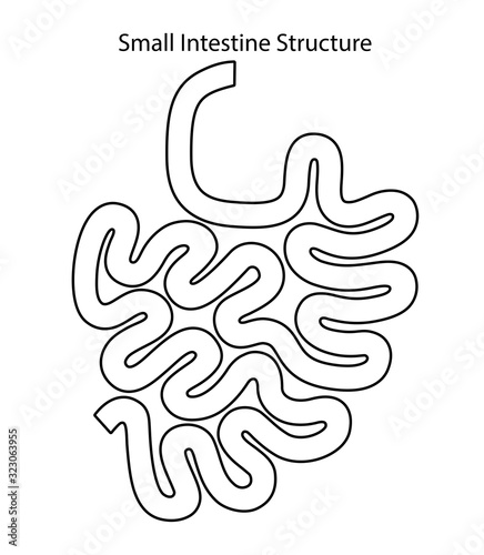 Human internal organs: small intestine structure. Vector line art llustration.