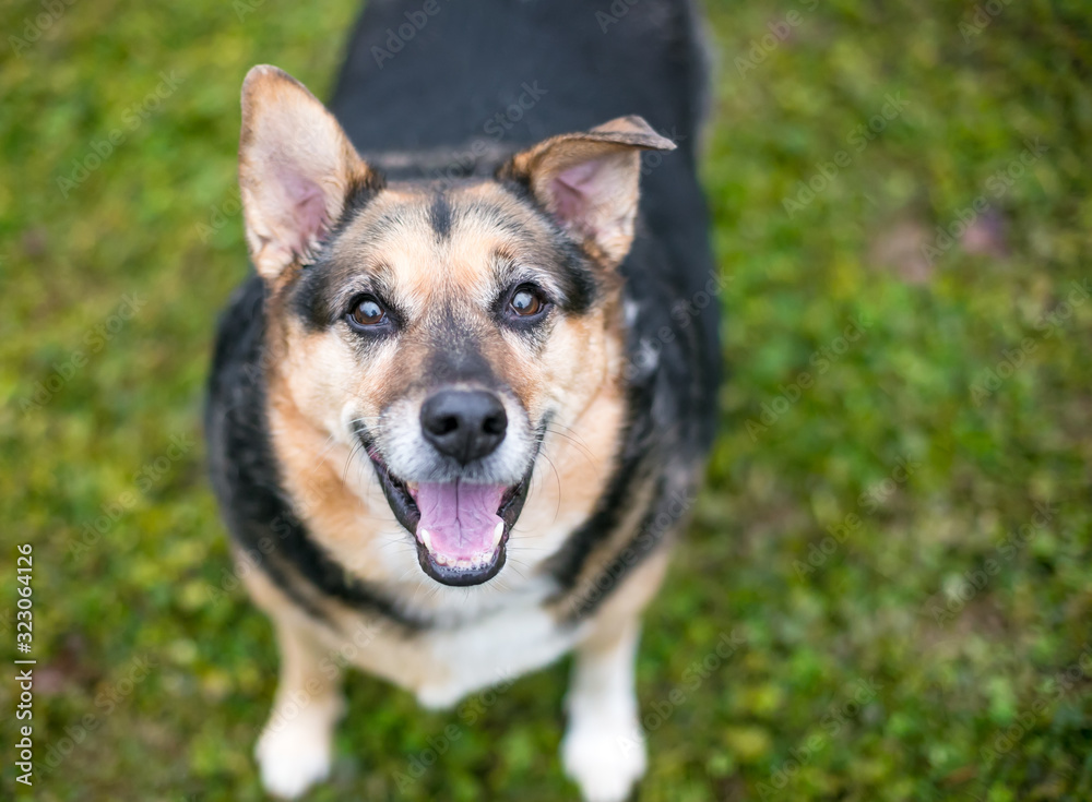 A Shepherd mixed breed dog looking up at the camera with a happy expression