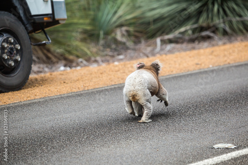Photography Koala überquert Straße