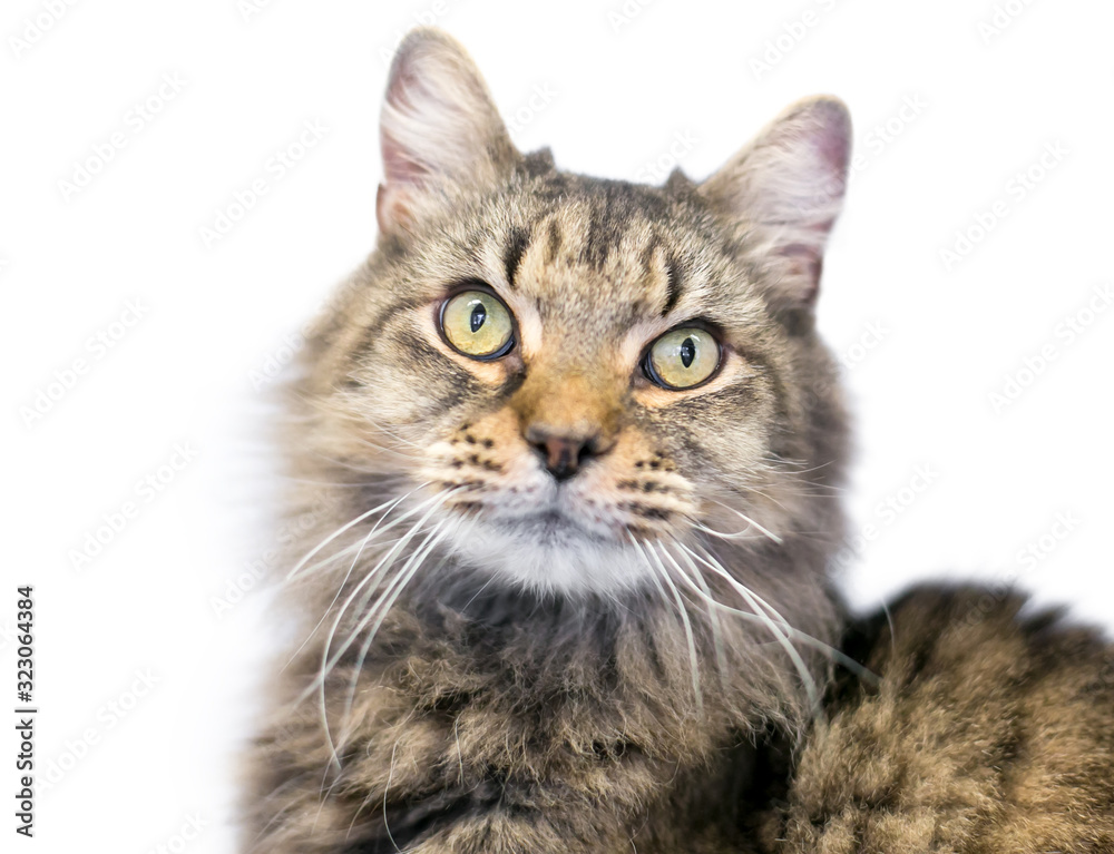 A fluffy Maine Coon mixed breed cat with brown tabby markings