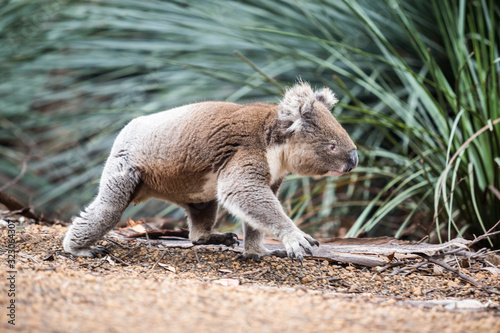 wilder Koala im Unterholz