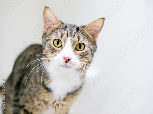 A domestic shorthair cat with brown tabby and white markings