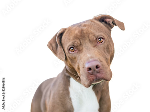 A red and white Pit Bull Terrier mixed breed dog listening with a head tilt on a white background