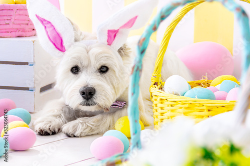 Photography Funny west highland white terrier dressed in hare ears and pink bow tie is lying on floor