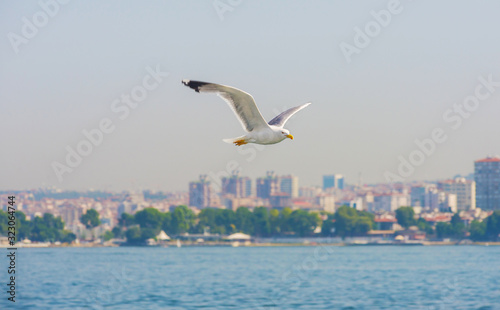 Seagull flying on the city  close-up