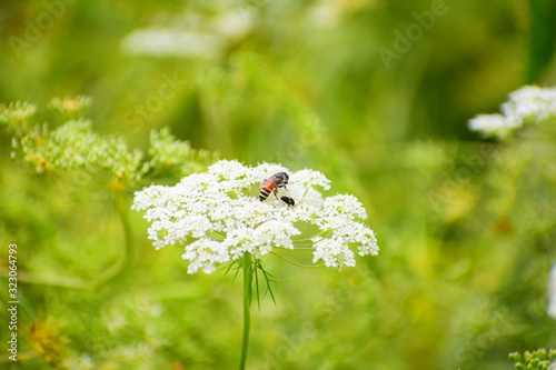 bee on a flower