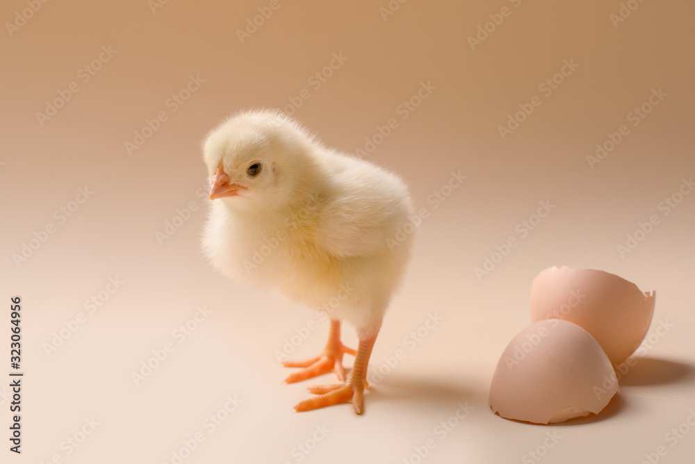Image of a newborn fluffy fledgling chicken next to the eggshell.