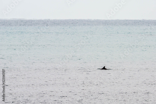 Delfin vor Kangaroo Island, Australien