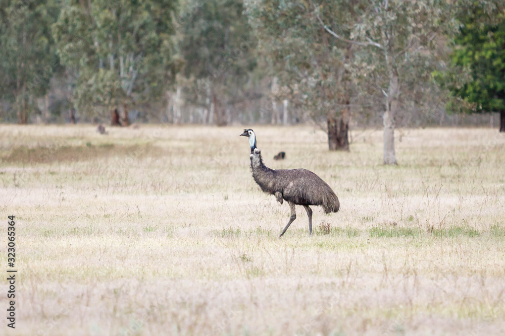 wilder Emu, Australien