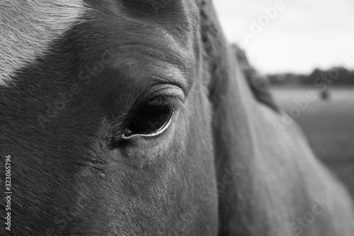 portrait of a horse © Matias