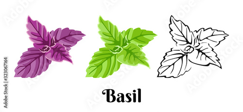 Basil leaf isolated on white background. Vector color illustration of fragrant purple and green basil in cartoon flat style and black and white outline. Vegetable Icon. Culinary herbs.