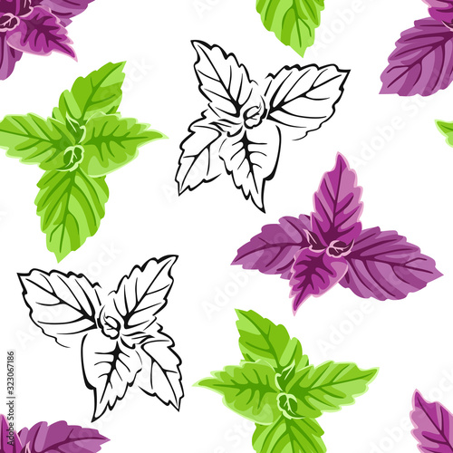 Basil seamless pattern on  white background. Purple, green basil leaves and black and white outline. Vector illustration