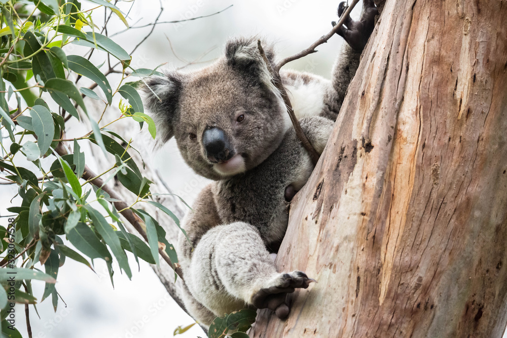 Obraz premium Koala, Cape Otway National Park, Australien