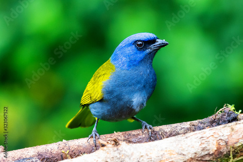 Azulejo Montanero Thraupis cyanocephala photo