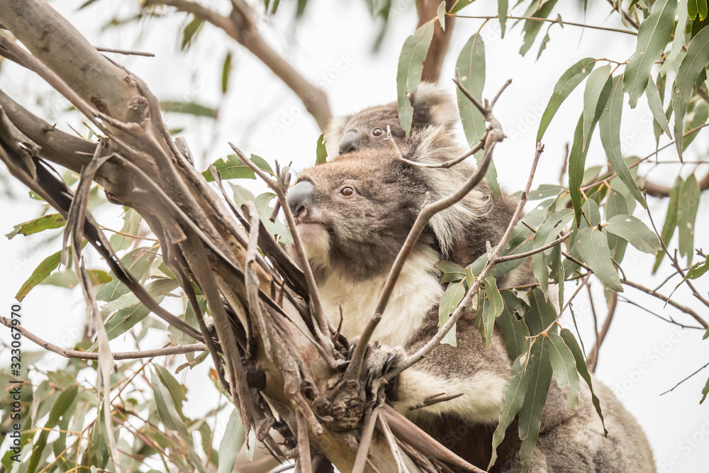 Fototapeta premium Koala mit Joey, Cape Otway National Park, Australien