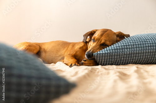 Dachshund dog sleeping like a human with the head on the pillow. Red wiener dog resting on the bed.