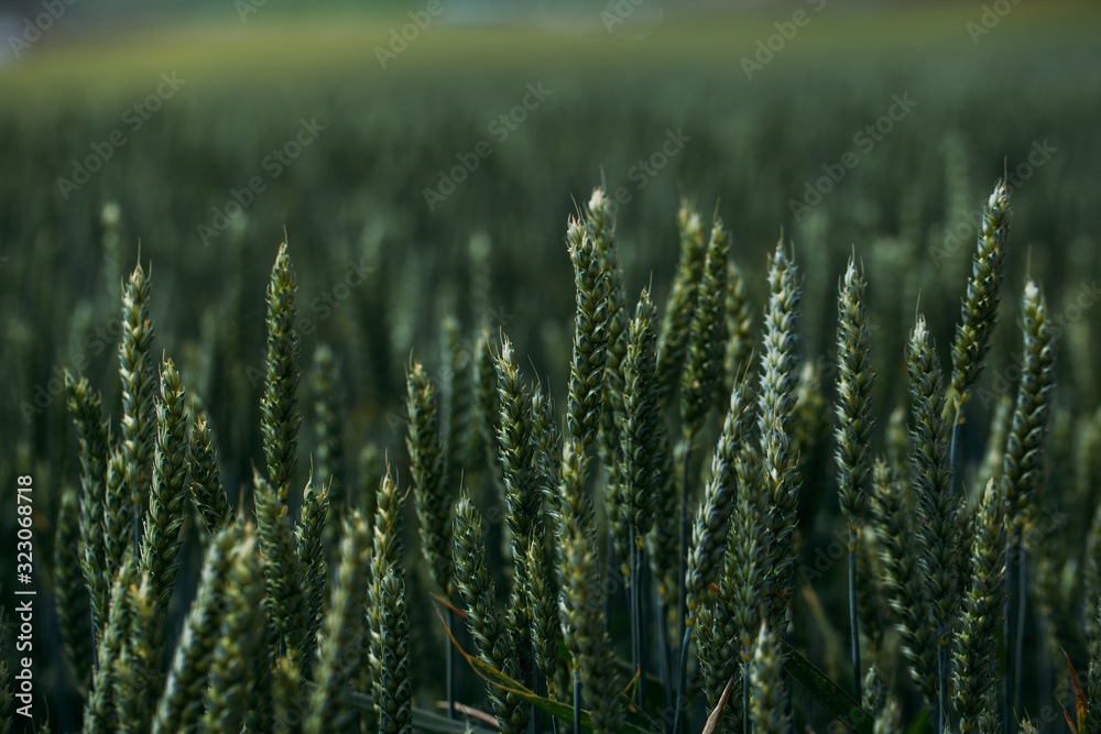 Closeup of green wheat in meadows. Closeup of green wheat in meadows.