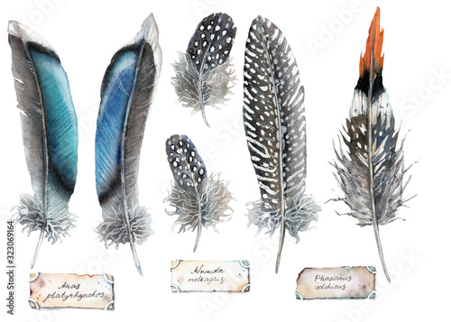 Принти на полотні watercolor illustration - feathers of ducks guinea fowl and pheasant