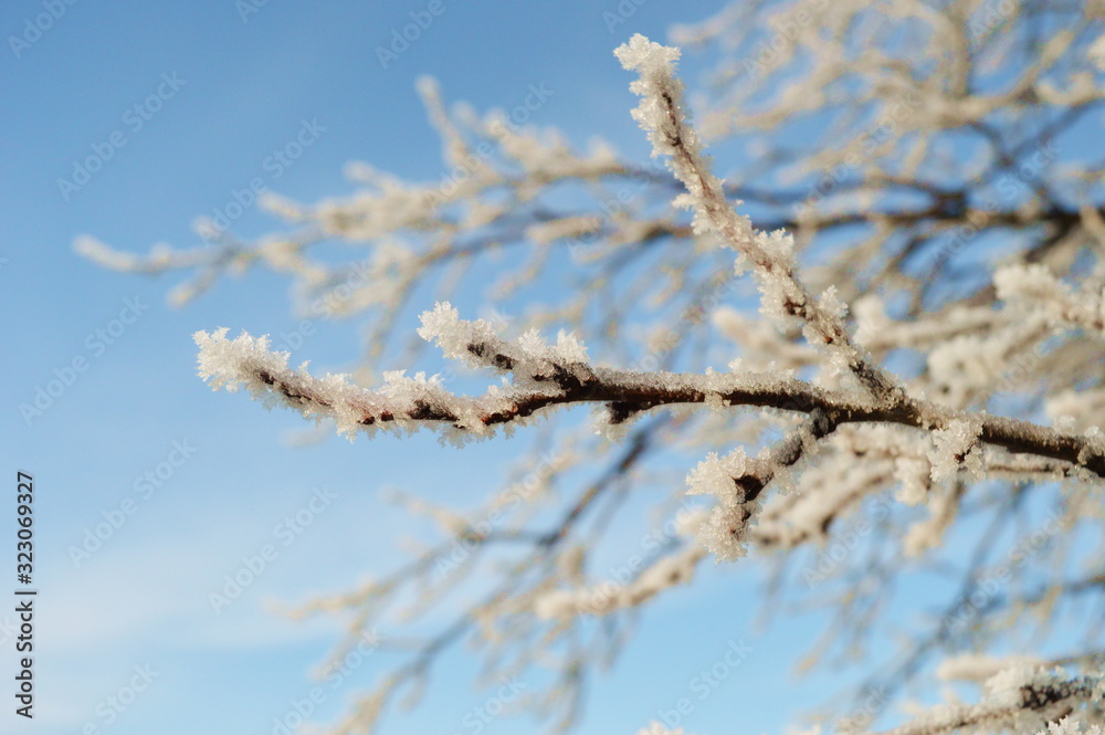 Winter landscape,white snow on brunches tree, Winter landscape,white snow on brunches tree,