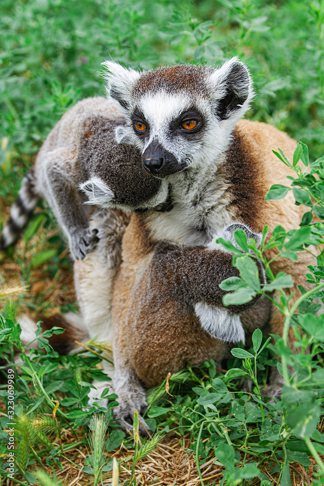 Obraz premium Lemurs sitting in the grass in the city of Athens, Greece. Lemur mother feeds her cub