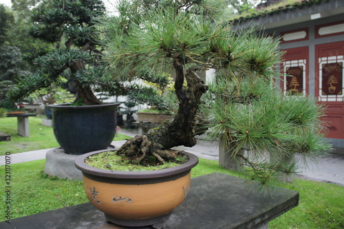 bonsai