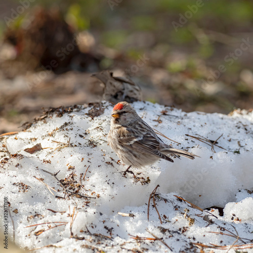 The common redpoll (Acanthis flammea) is a species of bird in the Fringillidae family.