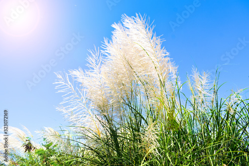 White feather grass against blue sky