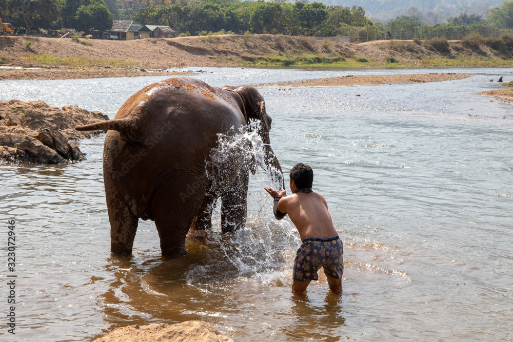 Fototapeta premium Elephants in Chiang Mai, Thailand