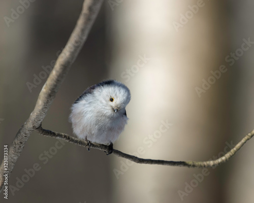 The long-tailed tit or long-tailed bushtit (Aegithalos caudatus) a small bird of the family Aegithalidae. 
