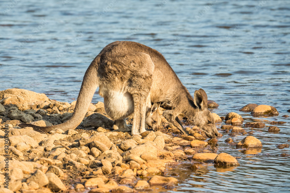 Fototapeta premium Kangaroo mit Junges am Wasserloch