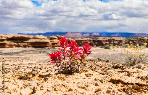 Indian paintbrush against the sky and mountains