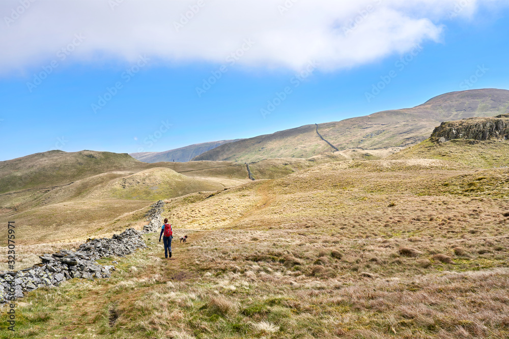 A hiker and their dog walking up hill towards the summit of Rest Dodd on a sunny days hiking in the Lake District UK.