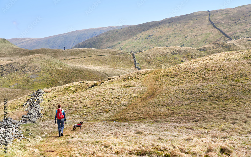 A hiker and their dog walking up hill towards the summit of Rest Dodd on a sunny days hiking in the Lake District UK.