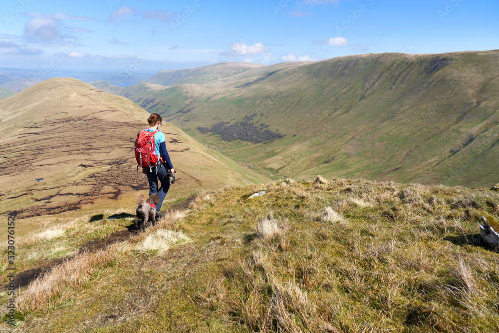 A female hiker descending the mountain summit of Rest Dodd towards The Nab and Ramps Gill to the right on a bright sunny day in the Lake District mountains UK.