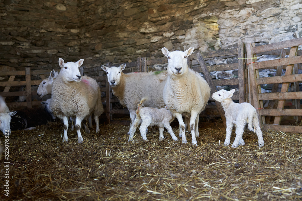 Ewes and their lambs in a sheltered stone barn with hay on the floor. Ewes and their lambs in a sheltered stone barn with hay on the floor.