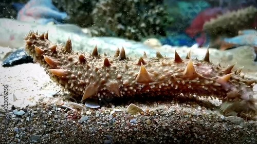 Sea Cucumber