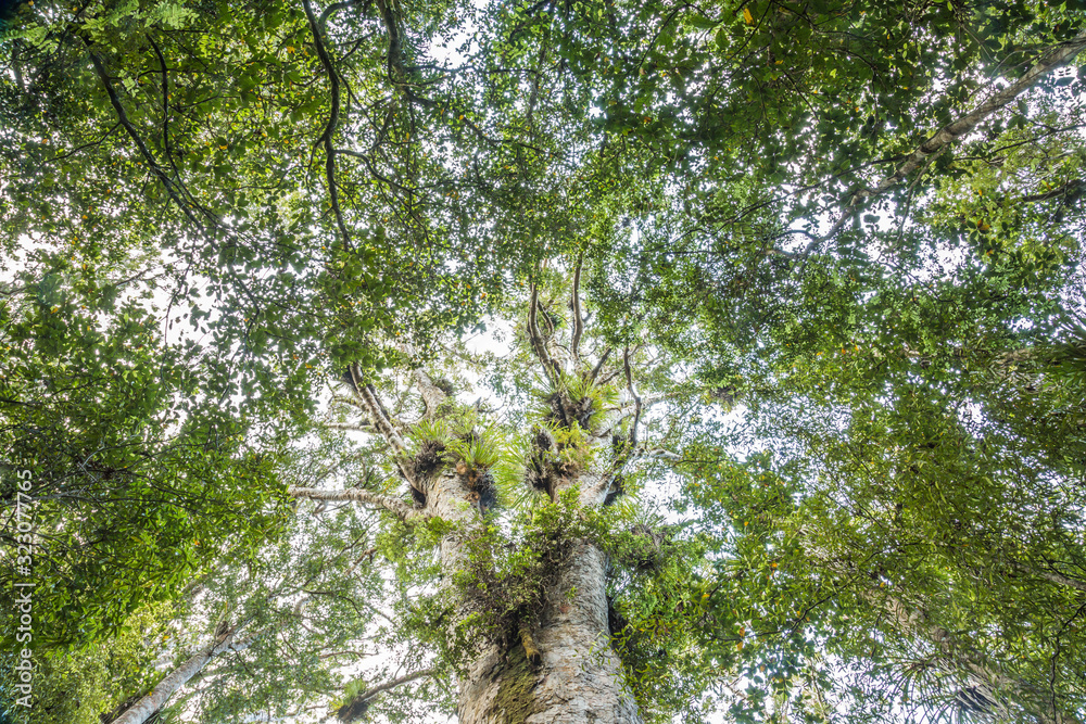 Fototapeta premium Trounson Kauri Park