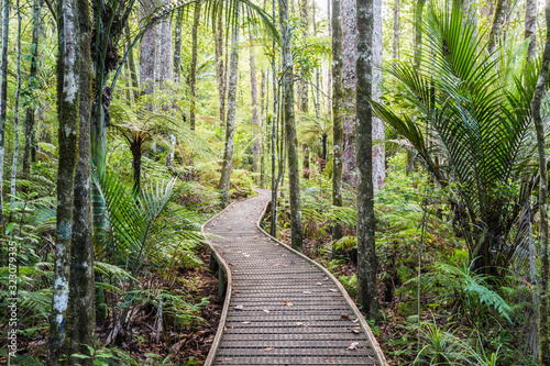 Weg im Trounson Kauri Park, Neuseeland