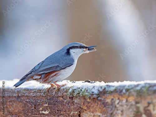The Eurasian nuthatch or wood nuthatch (Sitta europaea) is a small passerine bird of the Sittidae family. © ihorhvozdetskiy