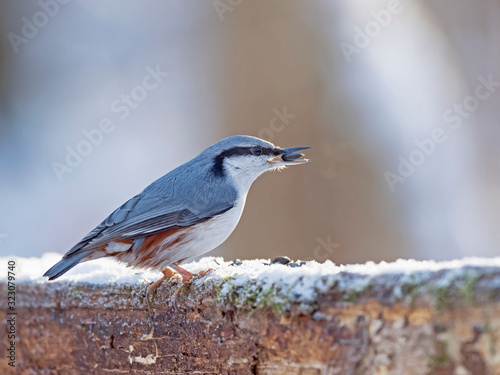 The Eurasian nuthatch or wood nuthatch (Sitta europaea) is a small passerine bird of the Sittidae family.