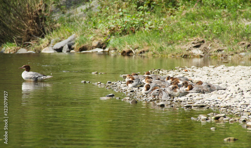 many young common mergansers (goosander, Mergus merganser) having rest on the bank of a river and their mother guarding them photo