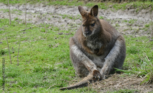 Kangaroo in freedom laying down resting on the grass and enjoying the sun