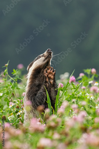 Beautiful European badger  Meles meles - Eurasian badger  in his natural environment in the summer meadow with many flowers