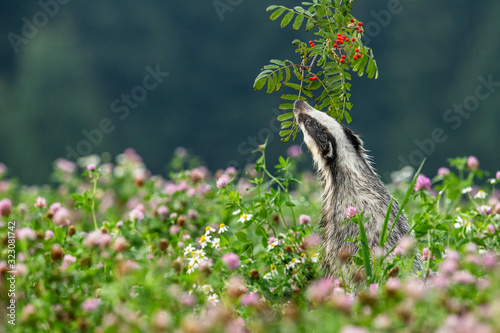 Beautiful European badger (Meles meles - Eurasian badger) in his natural environment in the summer meadow with many flowers